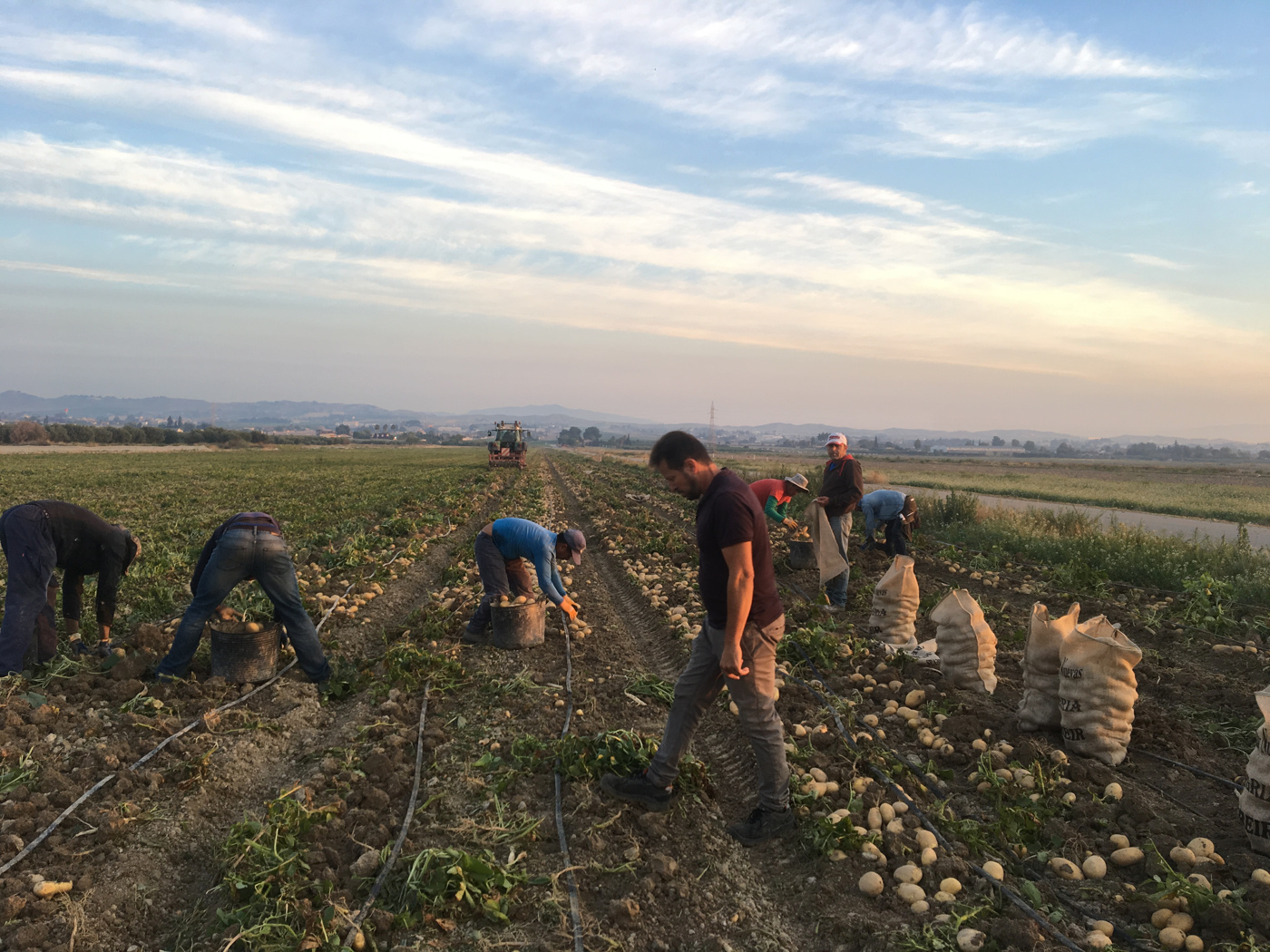 Recogida de patata en el campo, con varias personas y sacos