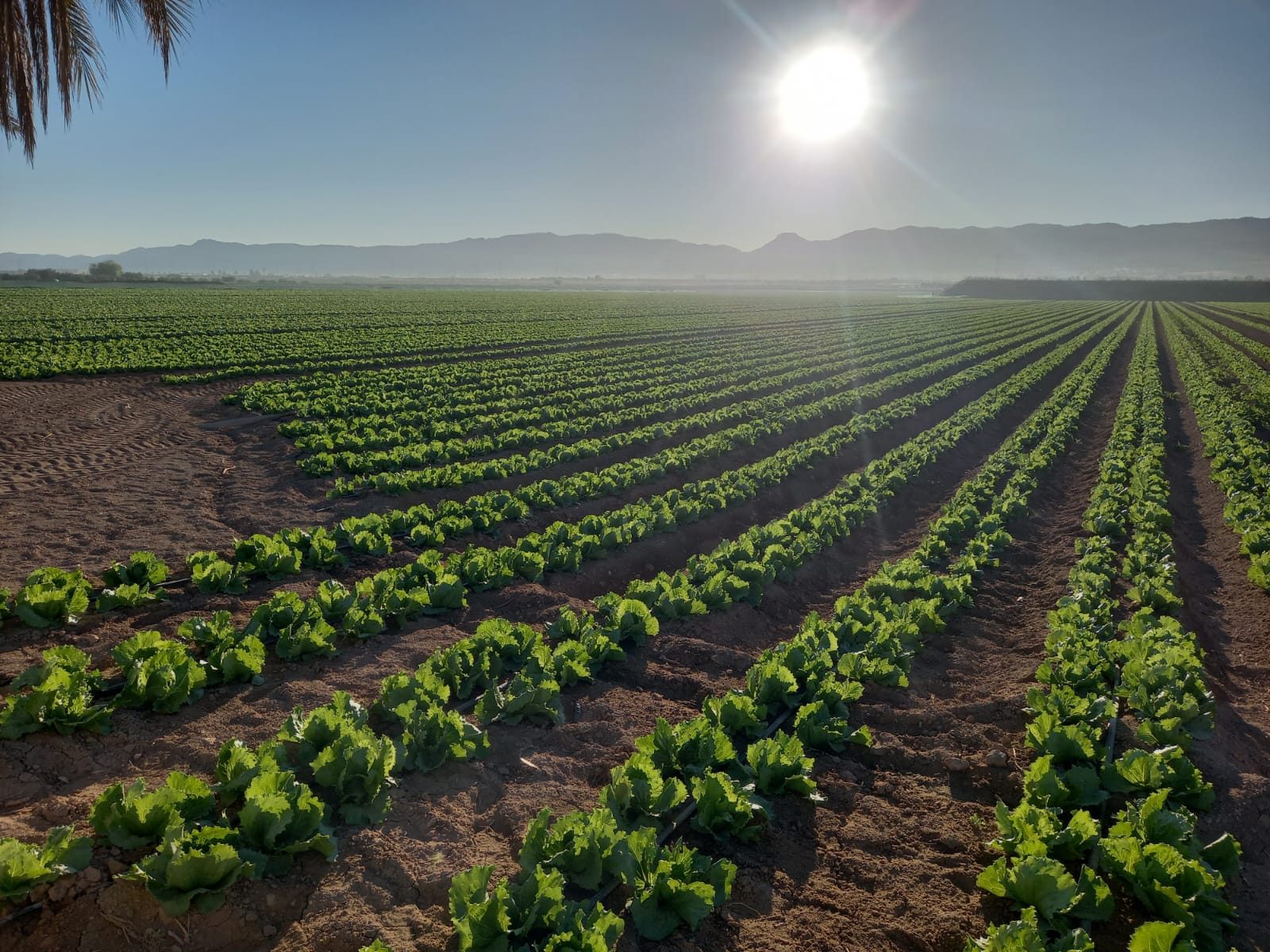 Hileras de cultivo con montañas al fondo y el sol sobre el campo.