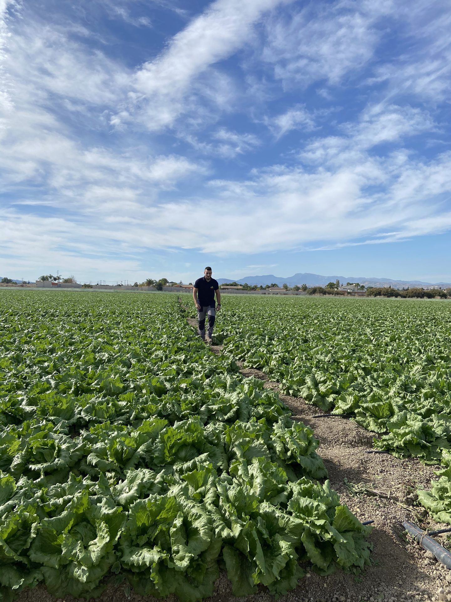José Ramón González Bernal caminando entre hileras de cultivo