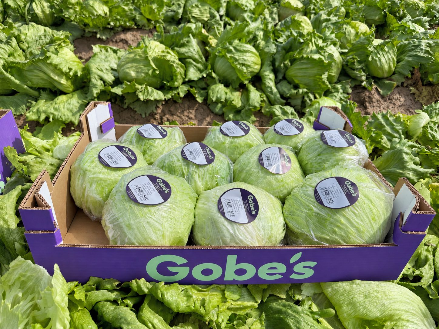 Caja de cartón Gobe’s con lechugas Iceberg envueltas y etiquetadas.