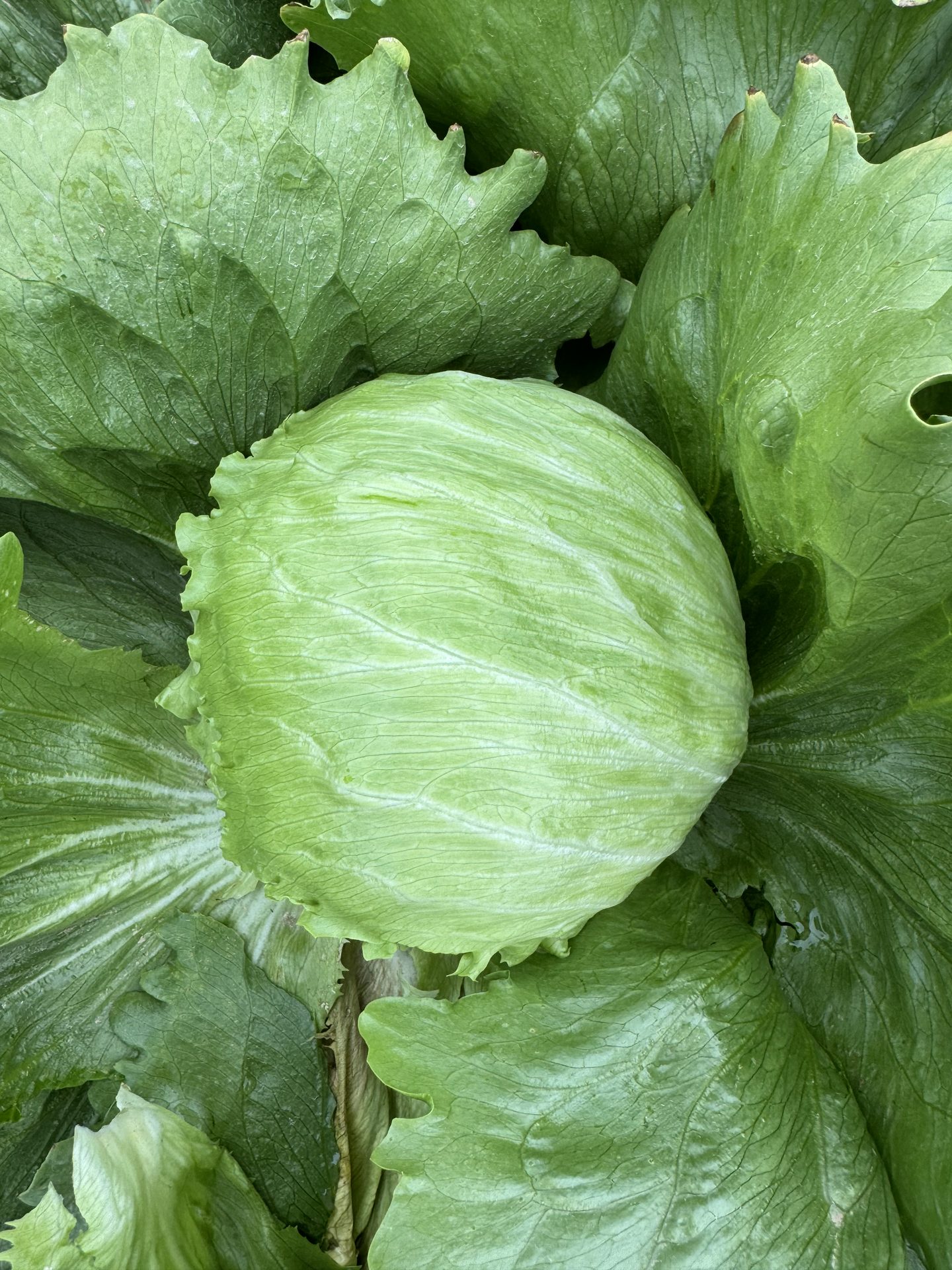 Lechuga Iceberg entre sus hojas exteriores.