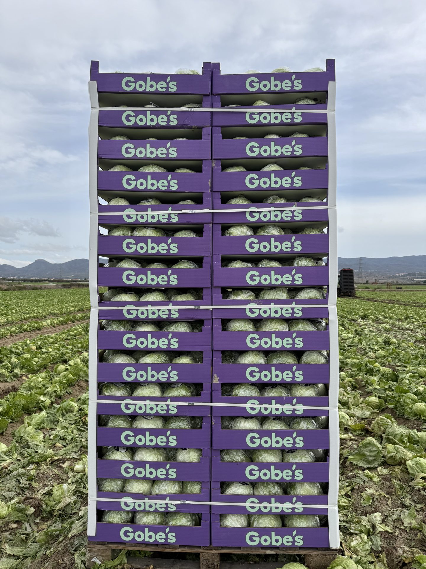 Palet con cajas de lechugas apiladas y sujetas con flejes en el campo.