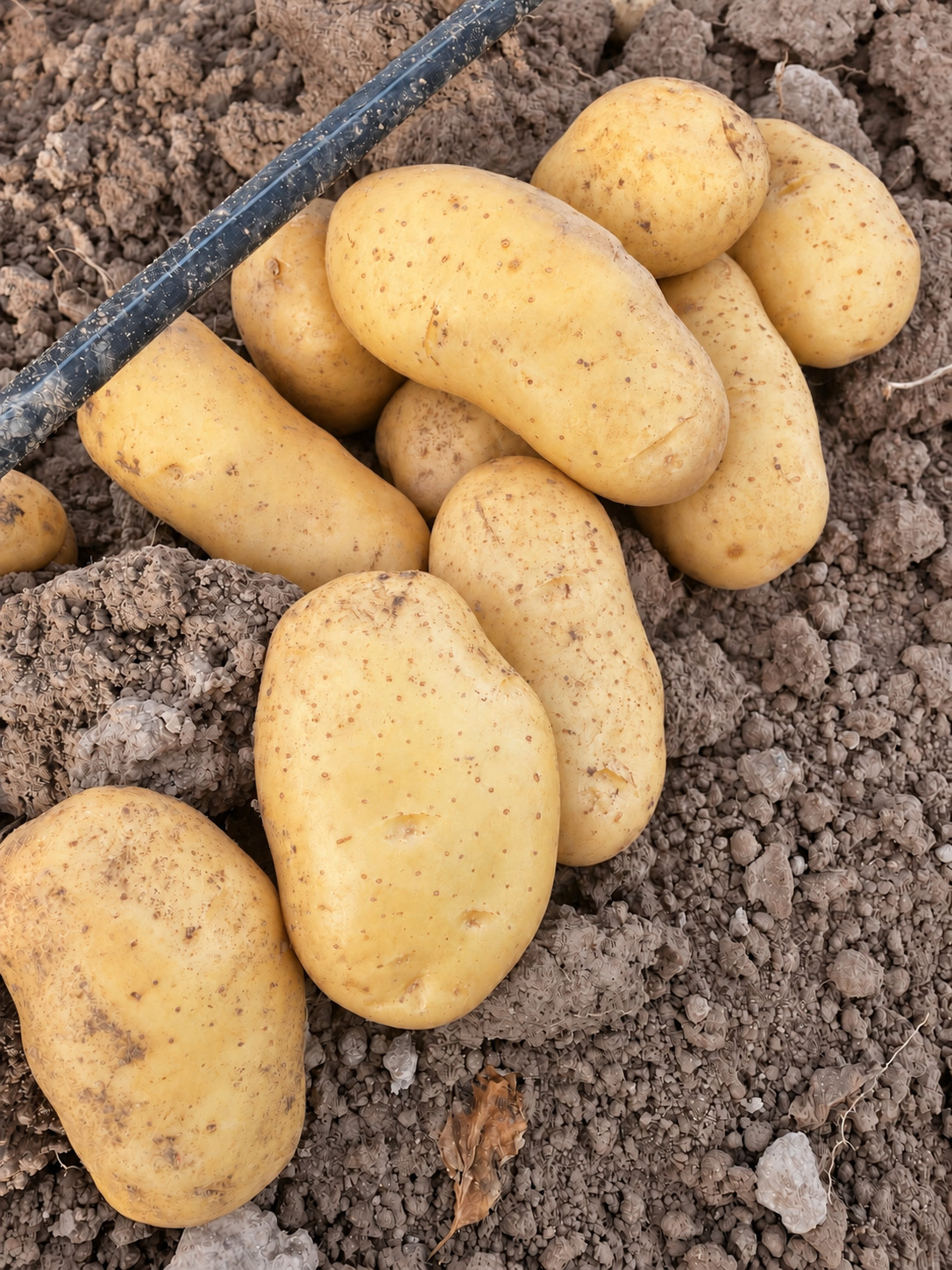 Patatas sobre la tierra junto a una línea de riego en el campo.